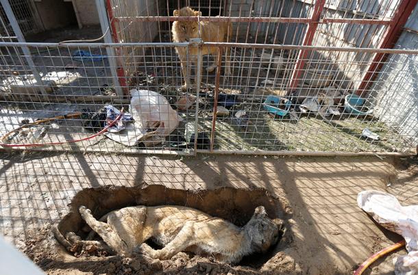 A lion in its cage looks at a dead lioness in a grave at Mosul's zoo, Iraq