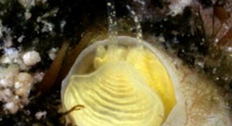 Living animal; note pattern of stacked crescents on otherwise translucent pedal disk and unequally extended pedal tentacles [FMNH 327380; Florida Keys FK-202]; diameter of tube opening 3.5 mmBieler et al. (2023), PeerJ, DOI 10.7717/peerj.15854