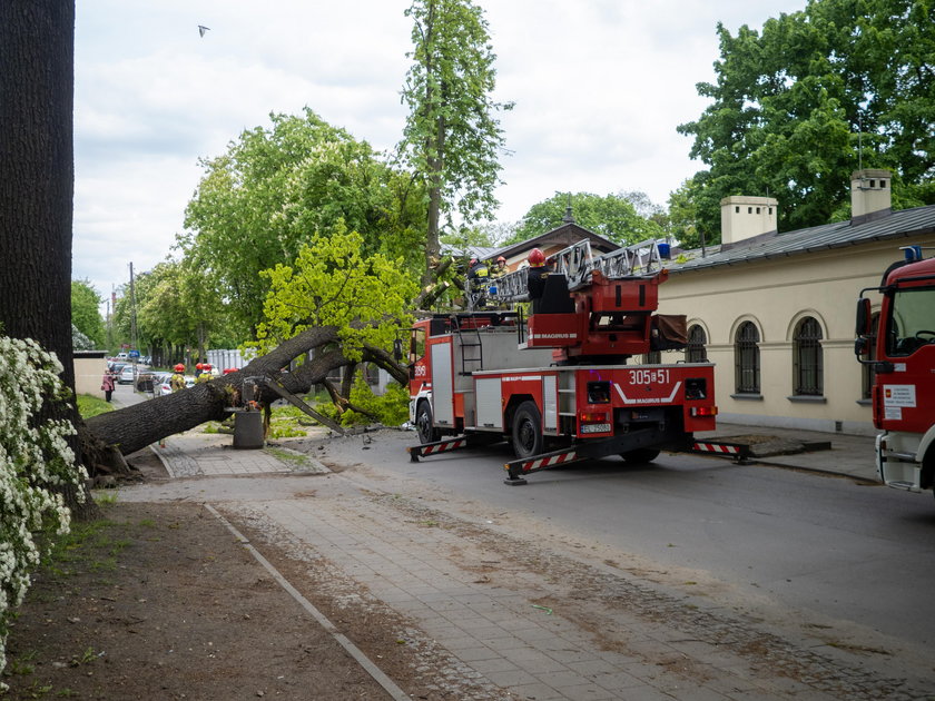 Księży Młyn w Łodzi. Drzewo runęło na ulicę