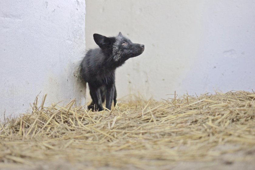 Do poznańskiego Zoo trafiły trzy lisy uratowane z fermy futrzarskiej