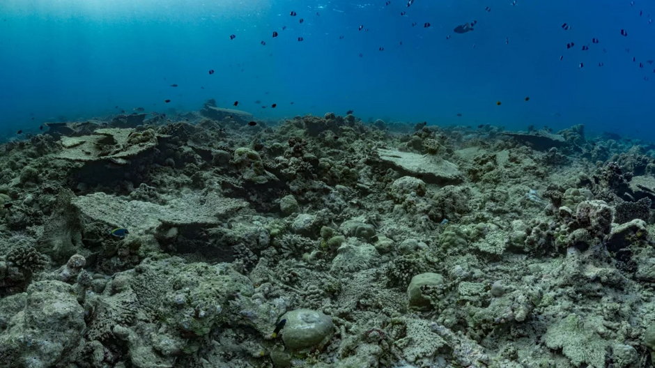 Blaknięcie raf koralowych to bardzo groźne zjawisko. Powoduje nawet 100% śmiertelności kolonii.