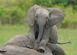 Zaskakujący QUIZ z przyrody. Roi się od ciekawostek. Znasz odpowiedź choć na połowę pytań?