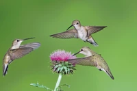 Koliber w locie nad ostem. "Jedzą niemal bez przerwy"