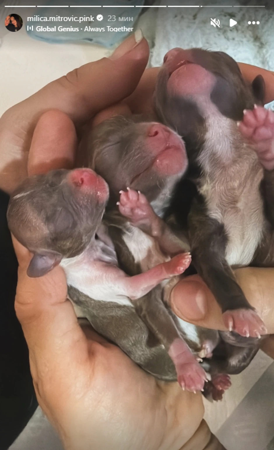 Okotio se pas Milice Mitrović