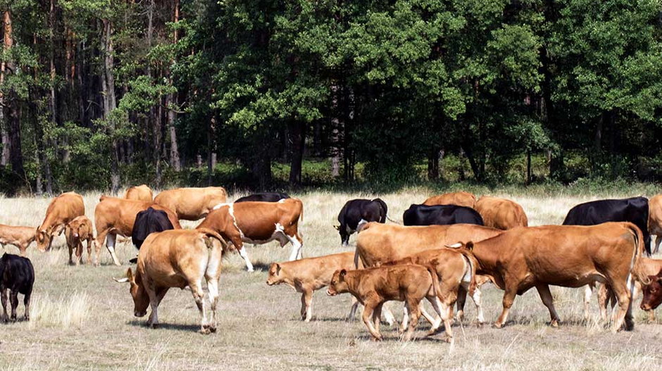 Pasące się bydło domowe