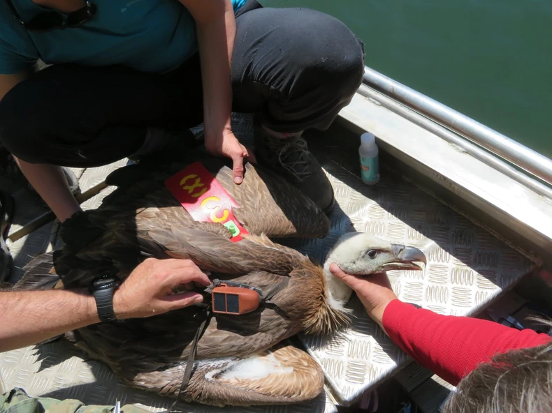 Markiranje beloglavih supova na Uvcu