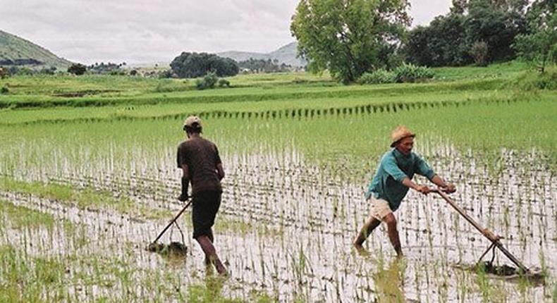 Rice Plantation in Africa