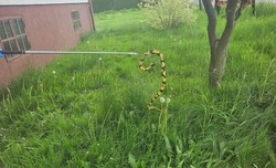 Wąż napędził strachu mieszkańcom Rajska. Niespodziewany finał interwencji służb