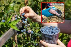 Jak i kiedy nawozić borówkę amerykańską? Szczepionka mikoryzowa zdziała cuda