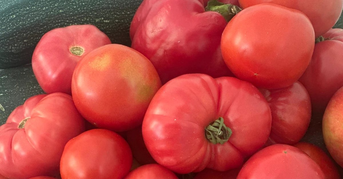 Co zrobić, żeby zielone pomidory dojrzały?