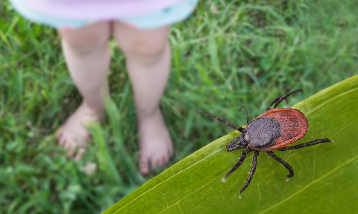 Kleszcze nie znoszą zapachu czterech roślin. Warto posadzić w ogrodzie