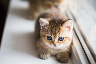 Podatek od kota. Kto musi go zapłacić? Kara za brak opłaty wynosi od 430 zł do nawet 86 tys. zł