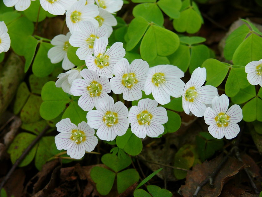 Szczawik zajęczy (Oxalis acetosella)