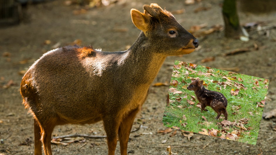 Dulce, który urodził się w kolońskim zoo, zaliczany jest do pudu południowych (fot. Facebook.com/zoo.koeln)