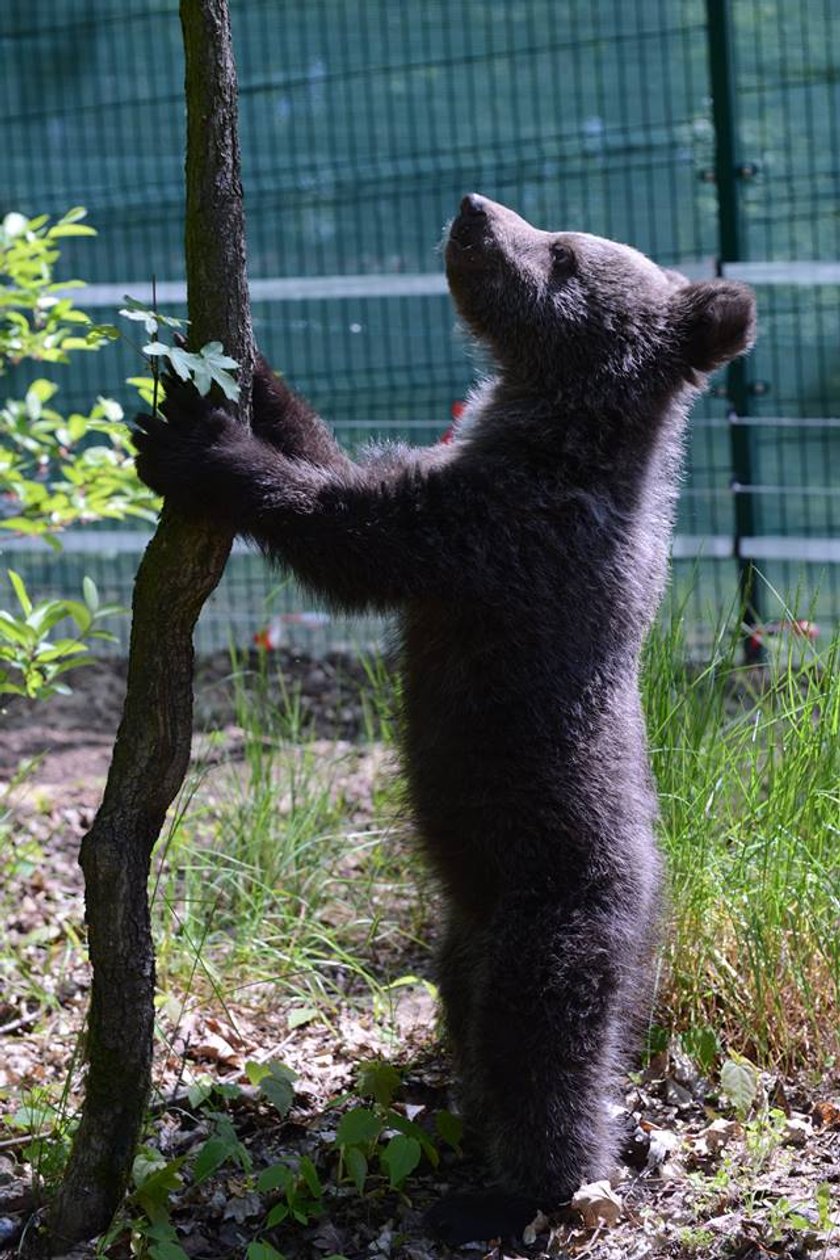 Mała niedźwiedzica Cisna już na wybiegu zoo