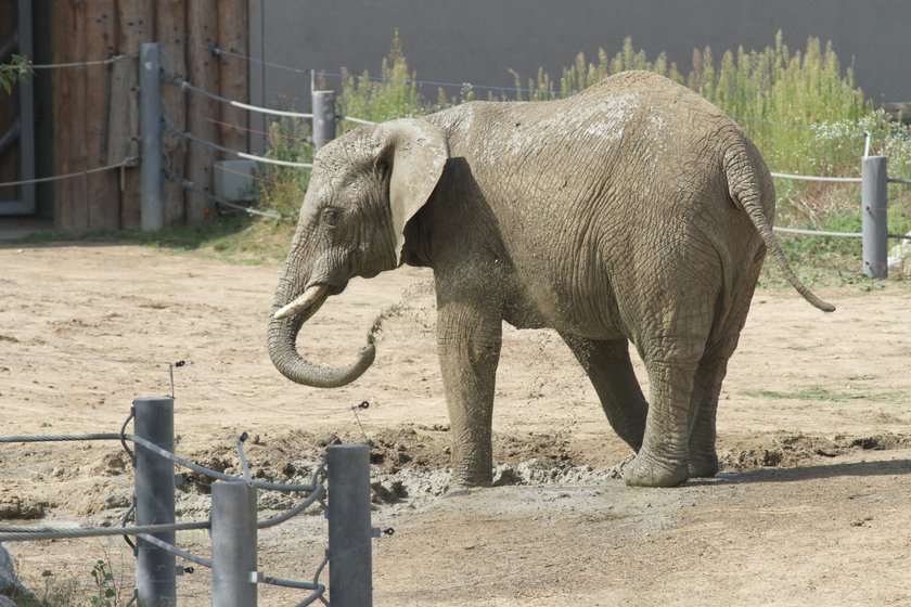 Aleksander Niweliński nowym dyrektorem ZOO?