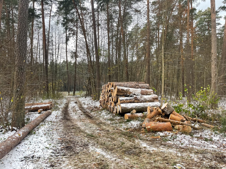 Ścięte drzewa składowane przez leśników niedaleko ul. Studzienicznej