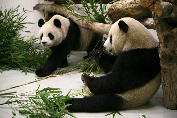 Dve džinovske pande dolaze iz Kine u San Dijego kao diplomatski gest