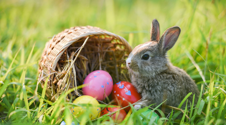 Ön tudja, mikor jön a húsvéti nyuszi? / Fotó: Shutterstock