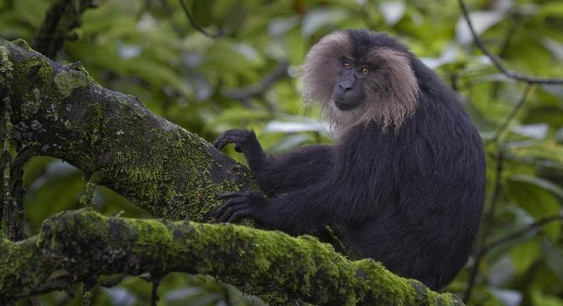 Police authorities are investigating the theft of the lion-tailed macaque (image used for illustrative purpose) [Animal Spot]