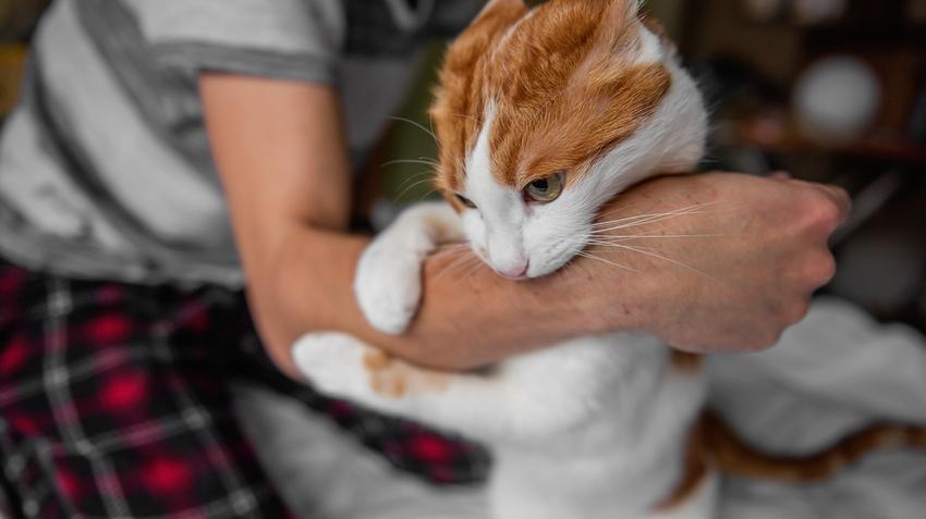 kóbor macska macskaharapás fertőzés kórokozó tünetei