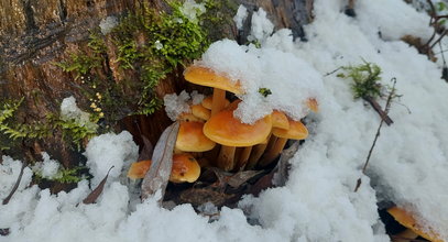 Zbierają grzyby w styczniu. To nie żart! Leśnicy pokazali zdjęcie