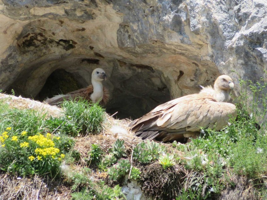 Uvačka kolonija beloglavog supa