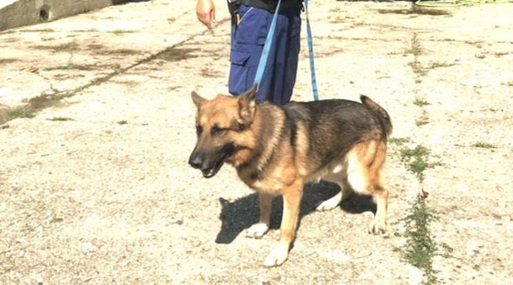 Boka egész a tettesekig vezette felettesét / Fotó: police.hu