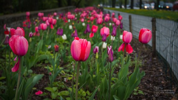 Warszawa: w ciągu dwóch lat posadzono blisko milion tulipanów. Teraz kwitną