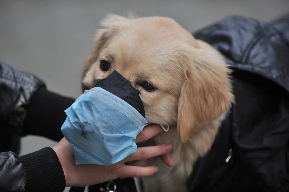 Virus se može naći na koži ili krznu ljubimca, ali to ne znači da je on zaražen