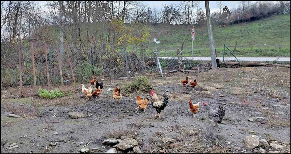 Živina u domaćinstvu Ristić 