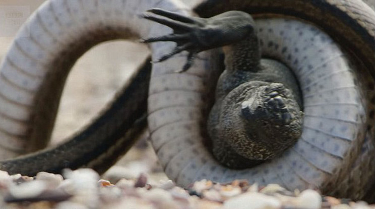 Egyszerre több kígyó szorította a leguánt / Fotó: YouTube - BBC