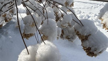 zrób to z hortensjami zimą, inaczej nie zakwitną wiosną 2026. zabiegi w styczniu i lutym decydują o przetrwaniu hortensji