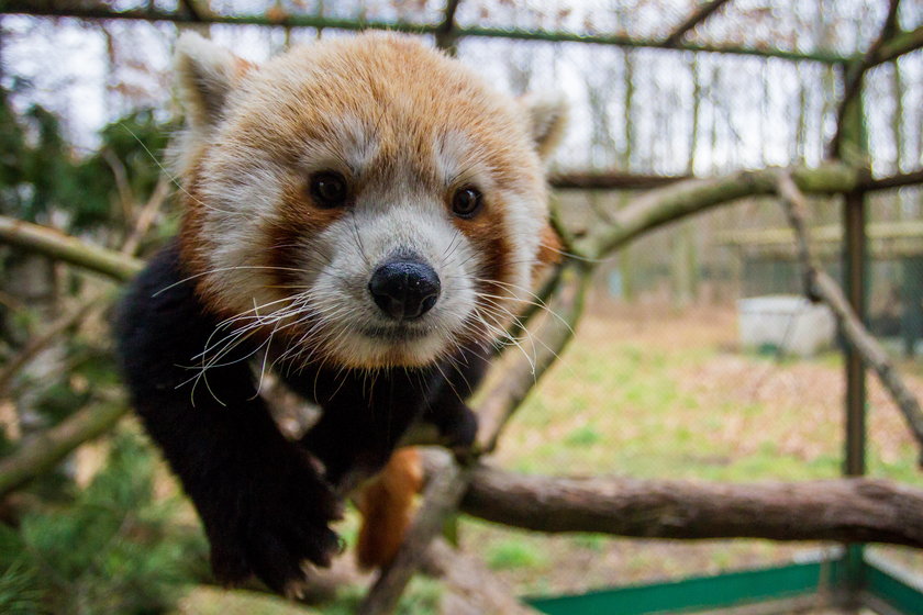 Aki i Toshi - tak nazwano pandy z poznańskiego Nowego Zoo