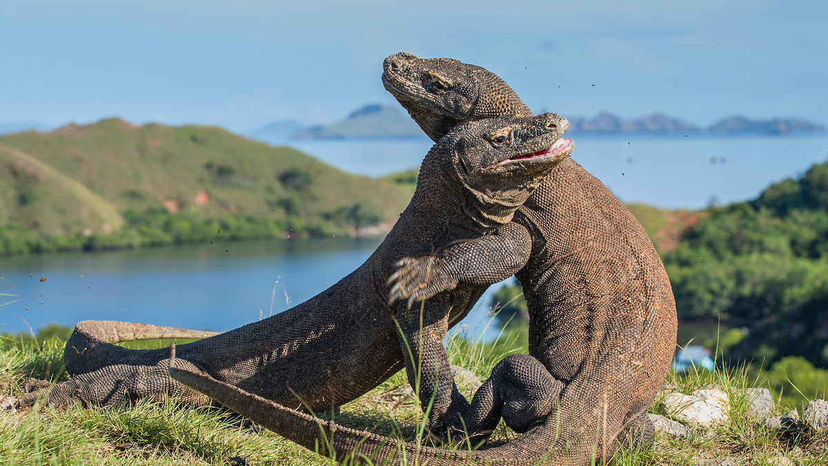 Naukowcy zbadali krew waranów z Komodo. Ma właściwości bakteriobójcze