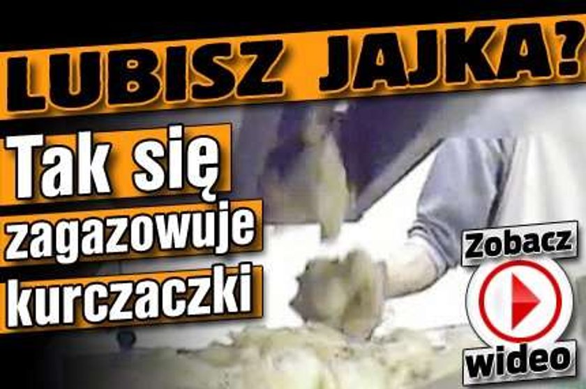 Lubisz jajka? Tak się zagazowuje kurczaczki