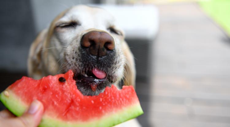 Ezeket a gyümölcsöket eheti a kutya Fotó: Getty Images
