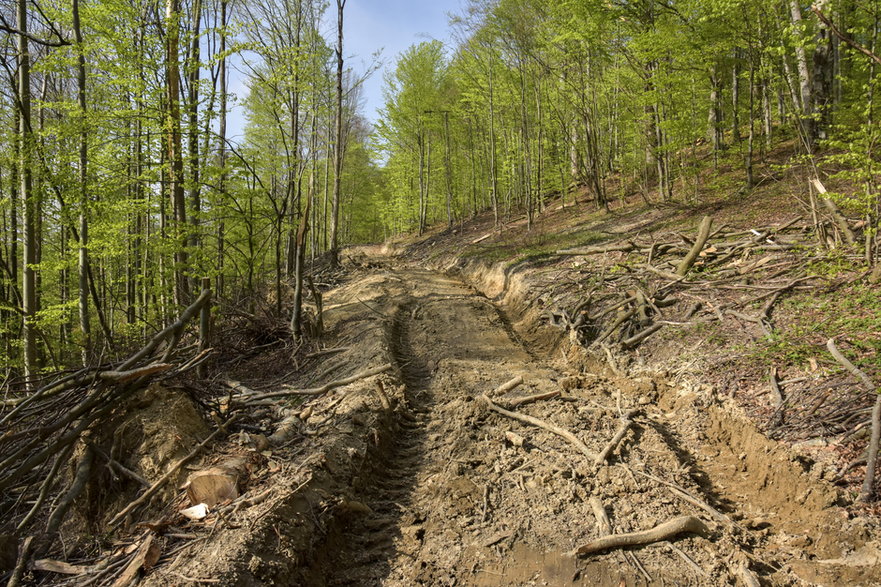 Zniszczenia na skutek transportu drewna na obszarze planowanego Turnickiego Parku Narodowego