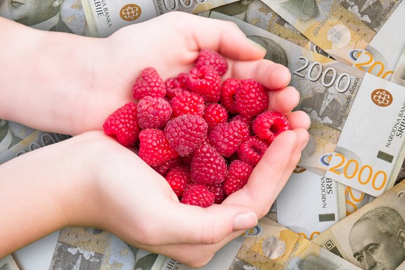 Berba malina se zahuktava, a proizvođači se žale na otkupnu cenu: "Kilogram najjeftiniji u Srbiji"