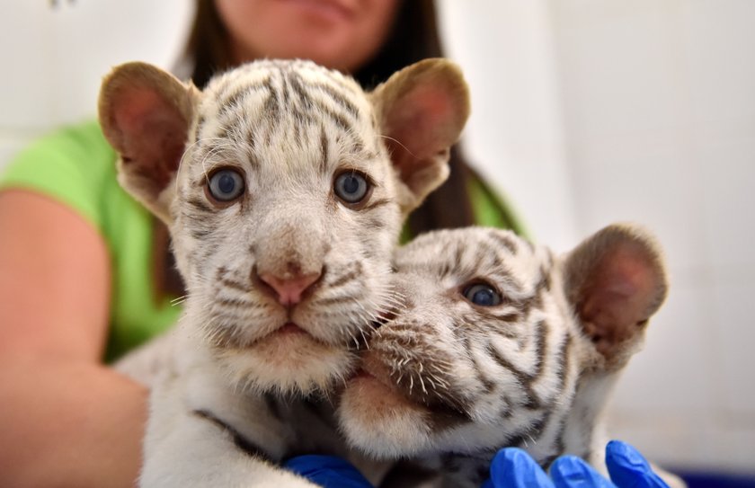 W ZOO Safari w Borysewie urodziły się kolejne tygryski