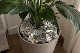 Žene na zemlju u saksiju stavljaju aluminijumsku foliju u septembru i to sa dobrim razlogom