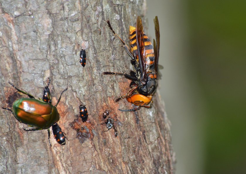 Czy szerszeń azjatycki dotrze do Polski? Wywiad z entomologiem