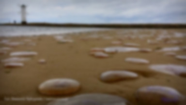 Inwazja meduz na plaży w Świnoujściu