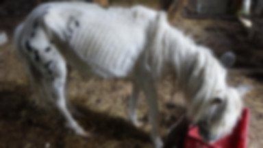 Dramat w gospodarstwie w Obierzycku. Odebrano 17 koni w krytycznym stanie