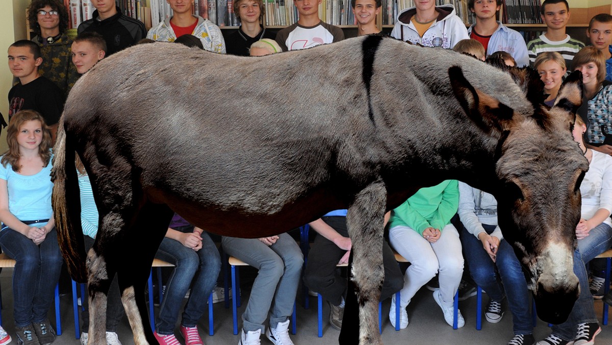 Zapraszamy do przeczytania cotygodniowego felietonu Marka Szołtyska pisanego śląską gwarą. Nasz autor jest pisarzem, publicystą, dziennikarzem, fotoreporterem, nauczycielem historii, ale przede wszystkim Ślązokiem i autorem wielu poczytnych książek o Śląsku.