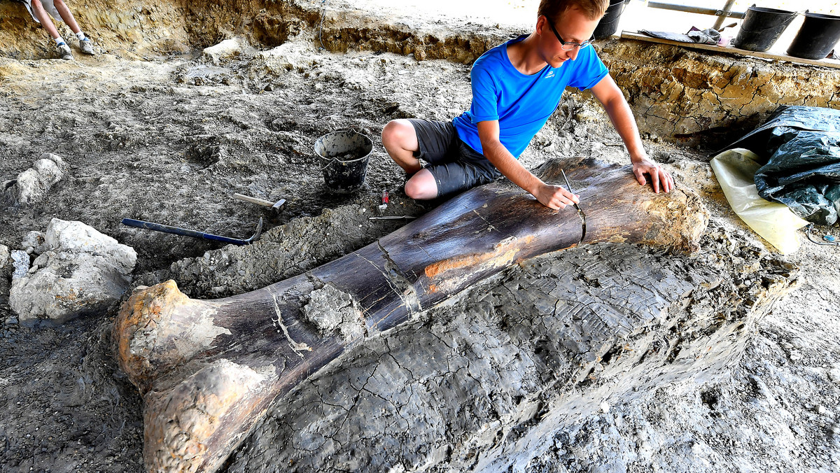 Gigantyczna kość dinozaura zauropoda znaleziona w Angeac (Francja)