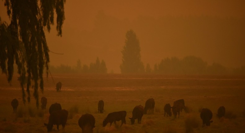 Australia has since October been overwhelmed by an unprecedented bushfire season made worse by climate change