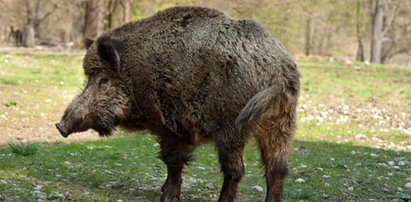 Oskórowany pysk dzika, odcięte kopyta. Makabryczne znalezisko pod Pobiedziskami