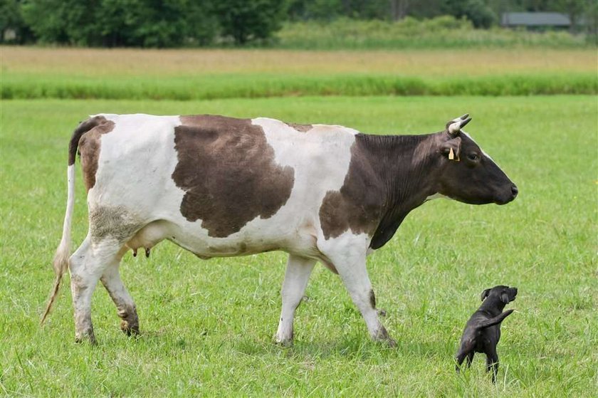 Ta krowa płakała ze strachu