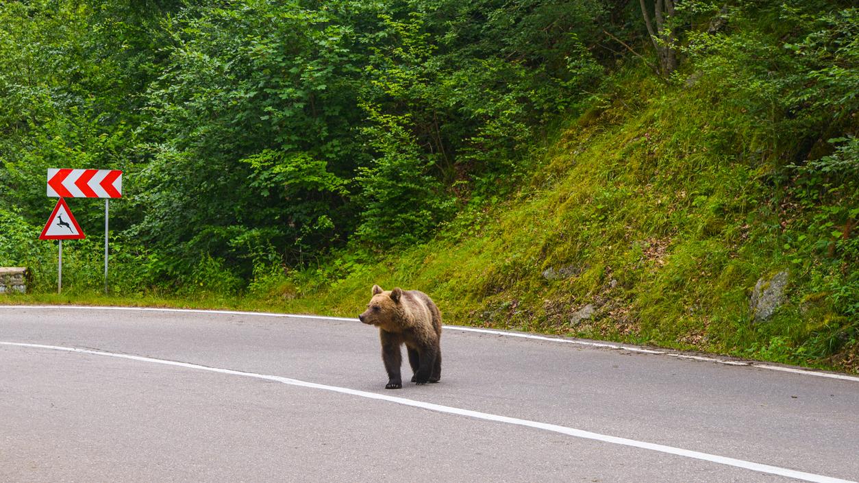 Medvede sa do oblastí osídlenými ľuďmi dostávajú kvôli nedostatku jedla v ich prirodzenom prostredí.